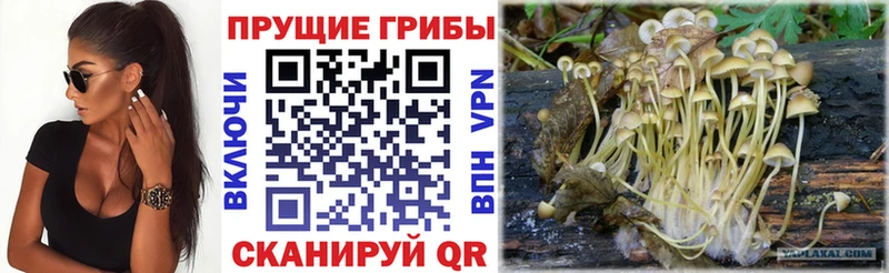 Галлюциногенные грибы Cubensis  Елизово 
