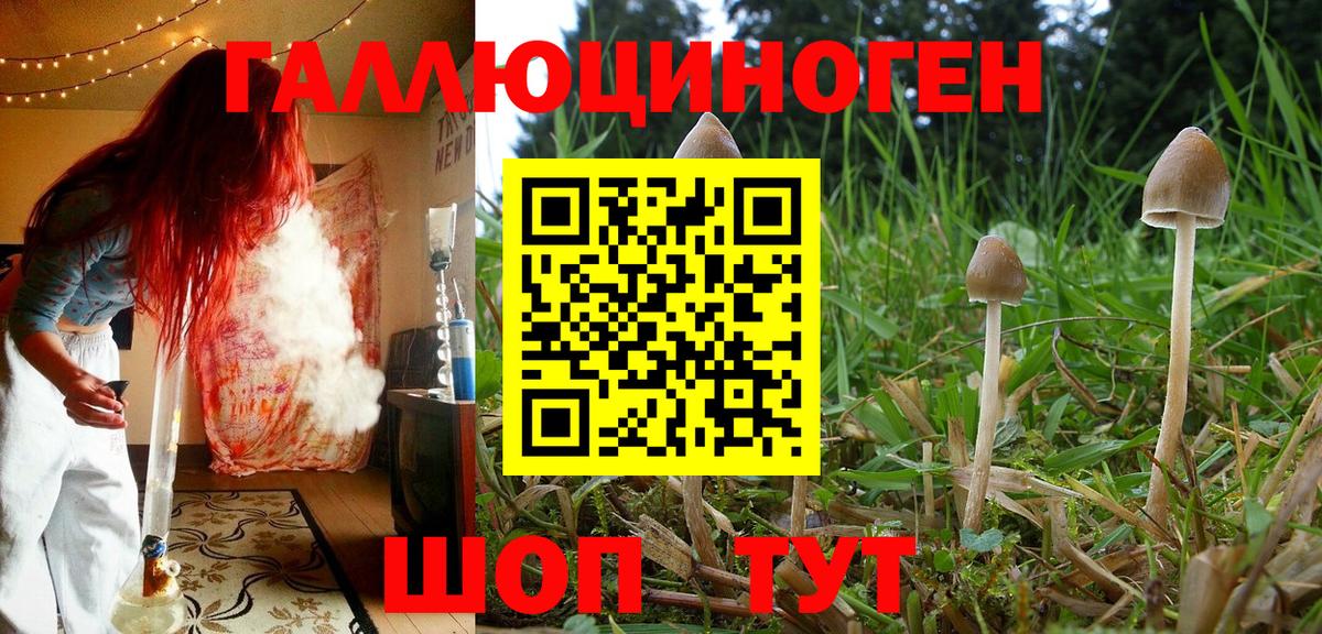 Псилоцибиновые грибы Psilocybine cubensis Елизово